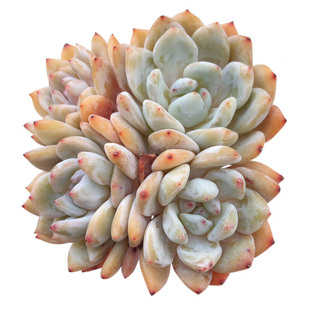 Echeveria Orange Monroe, (Exact Plant, with Video)