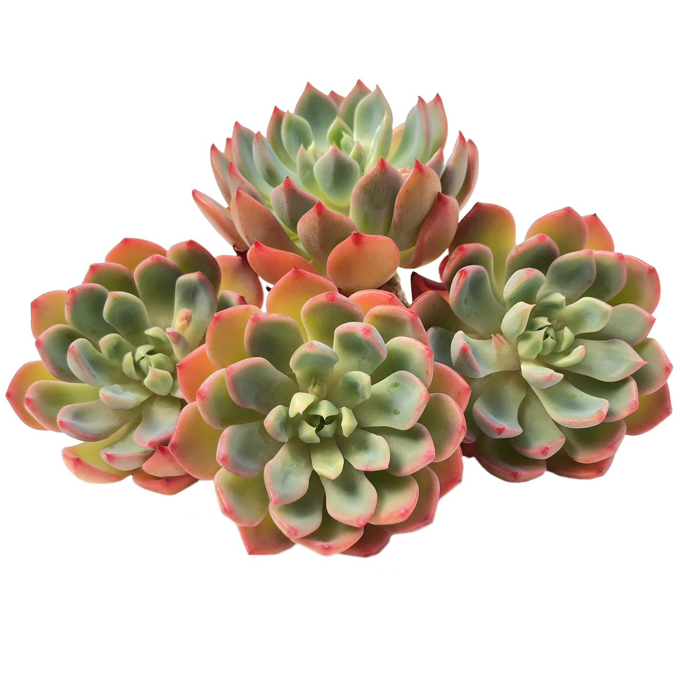 Echeveria Nana Mini Hook, (Random)