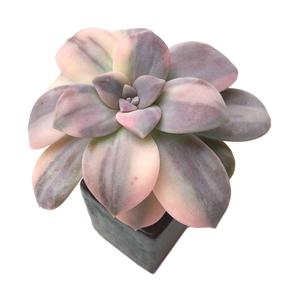 graptopetalum superbum variegata RESERVED Graptopetalum Superbum, Variegata (Ready to Ship)