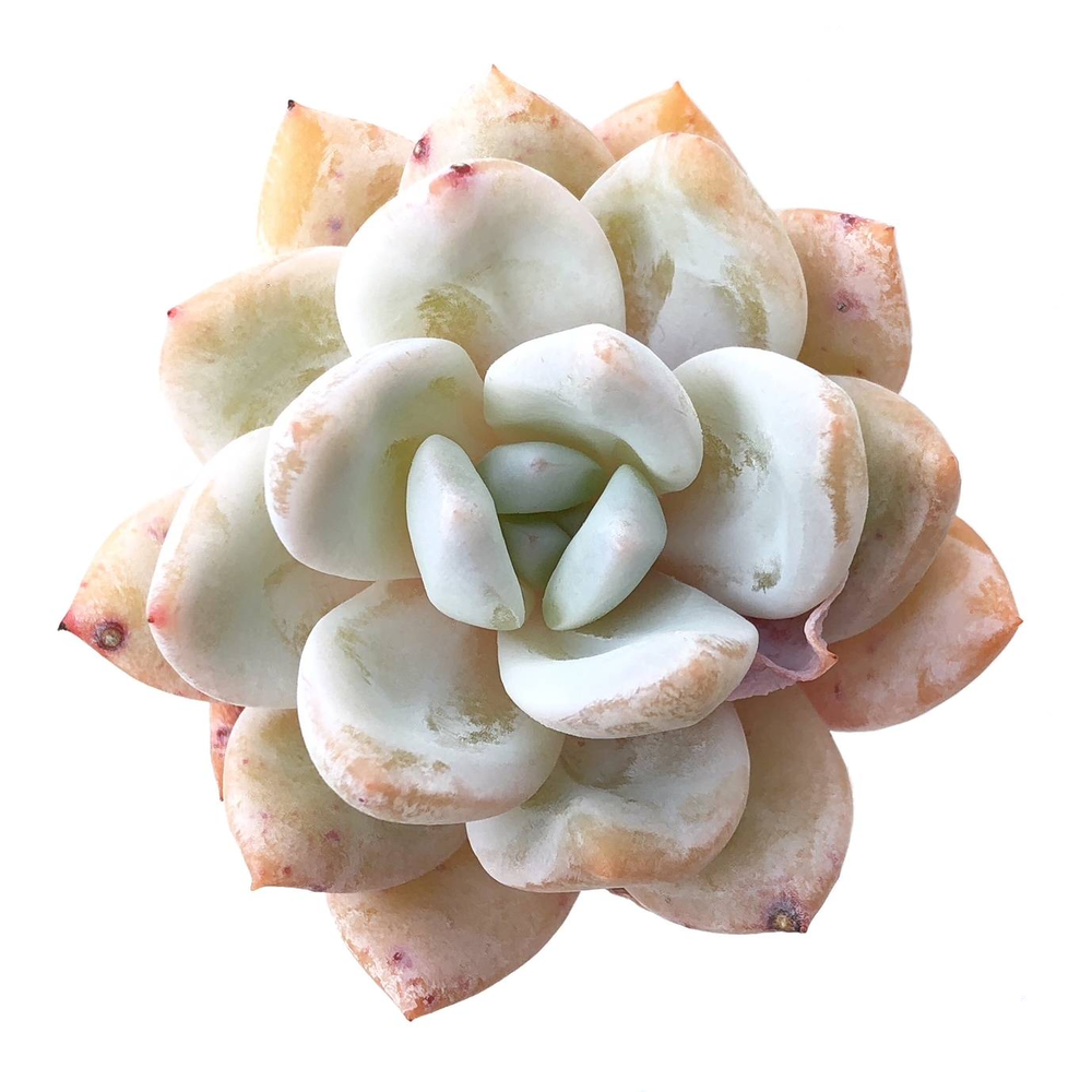 Sale! Echeveria Ivory Hybrid