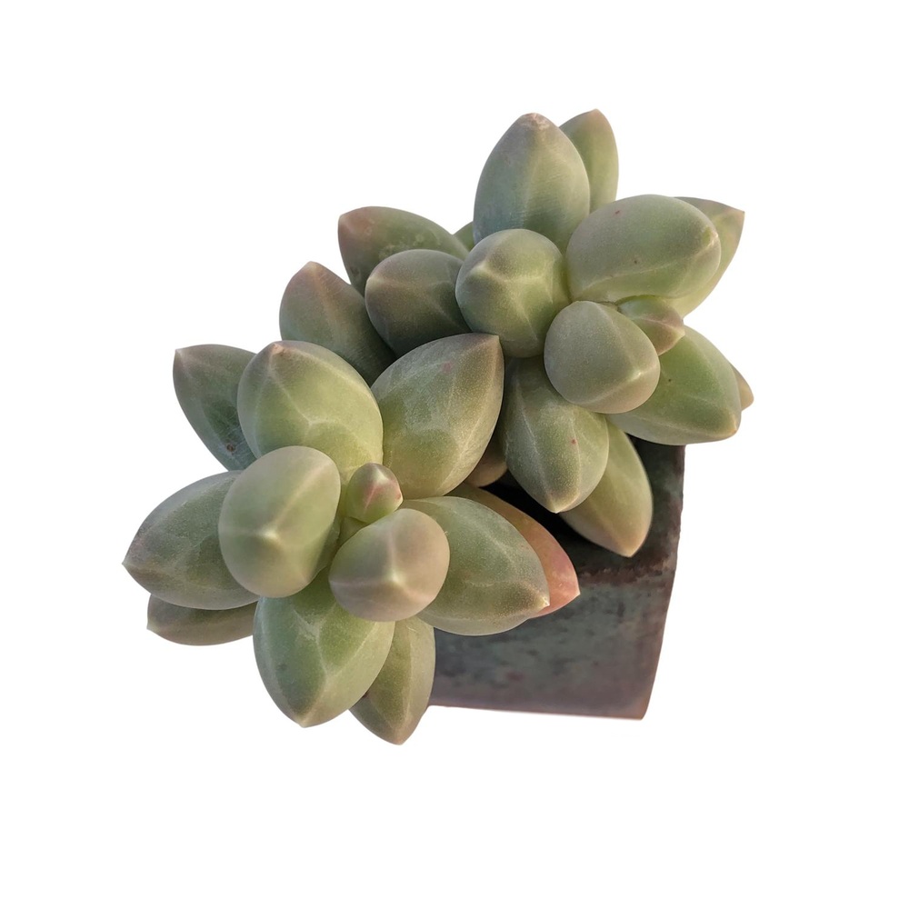 Pachyphytum Dubai, (Not Perfect)