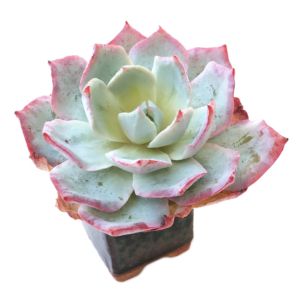 Sale! Echeveria Lonzanii