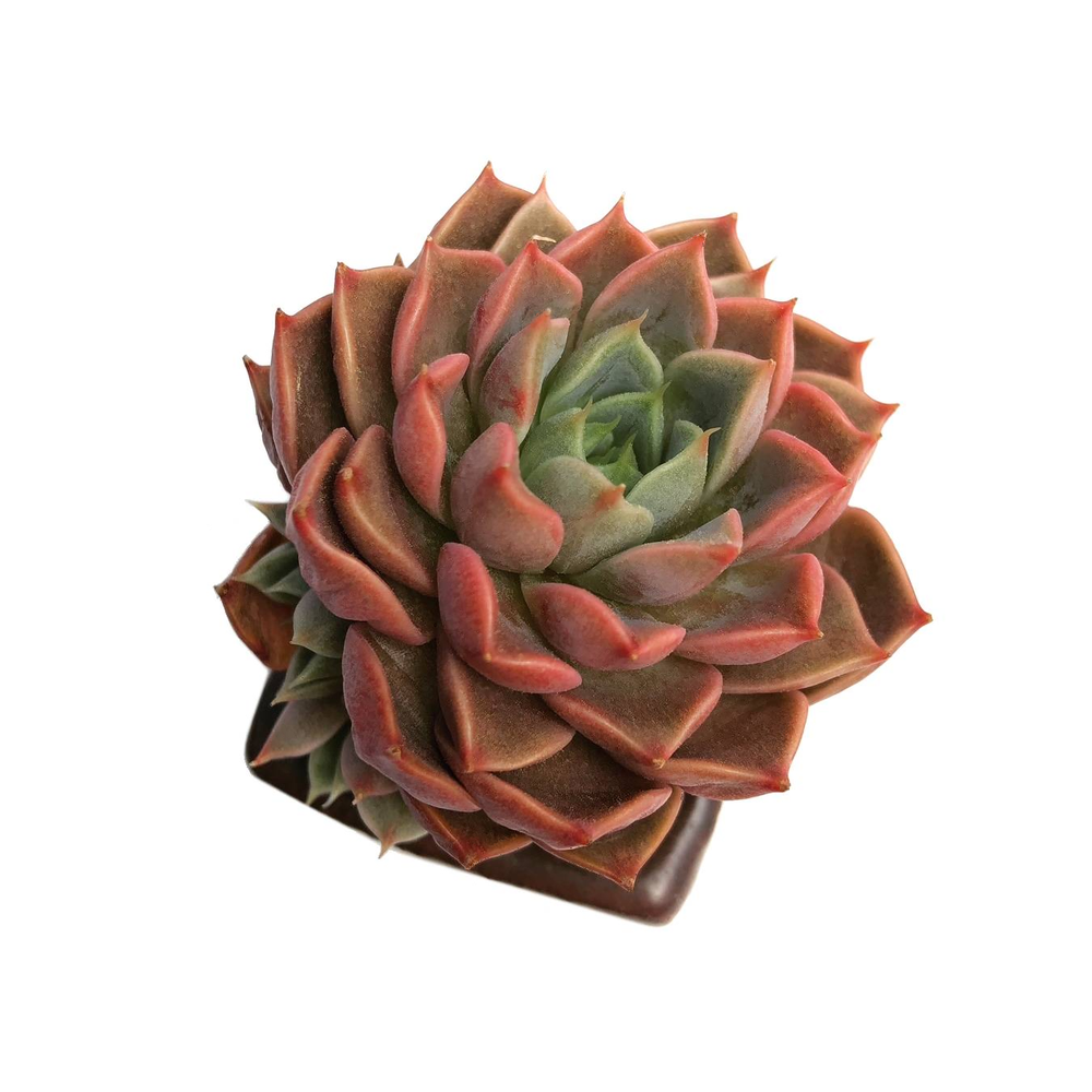 Echeveria Roman