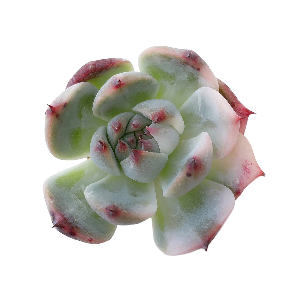 Sale! Echeveria Chihuahuanensus, Variegata