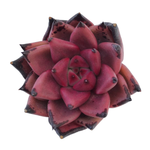 Echeveria Agavoides Sp.