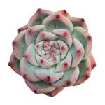 Echeveria cv Momotarou