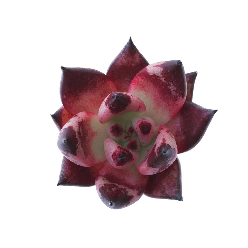 Sale! Echeveria Agavoides Sp.