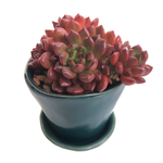 Sedeveria Pink Ruby Gift Set (Plant, Pot + Soil)