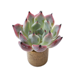 Sale! Echeveria Jackal