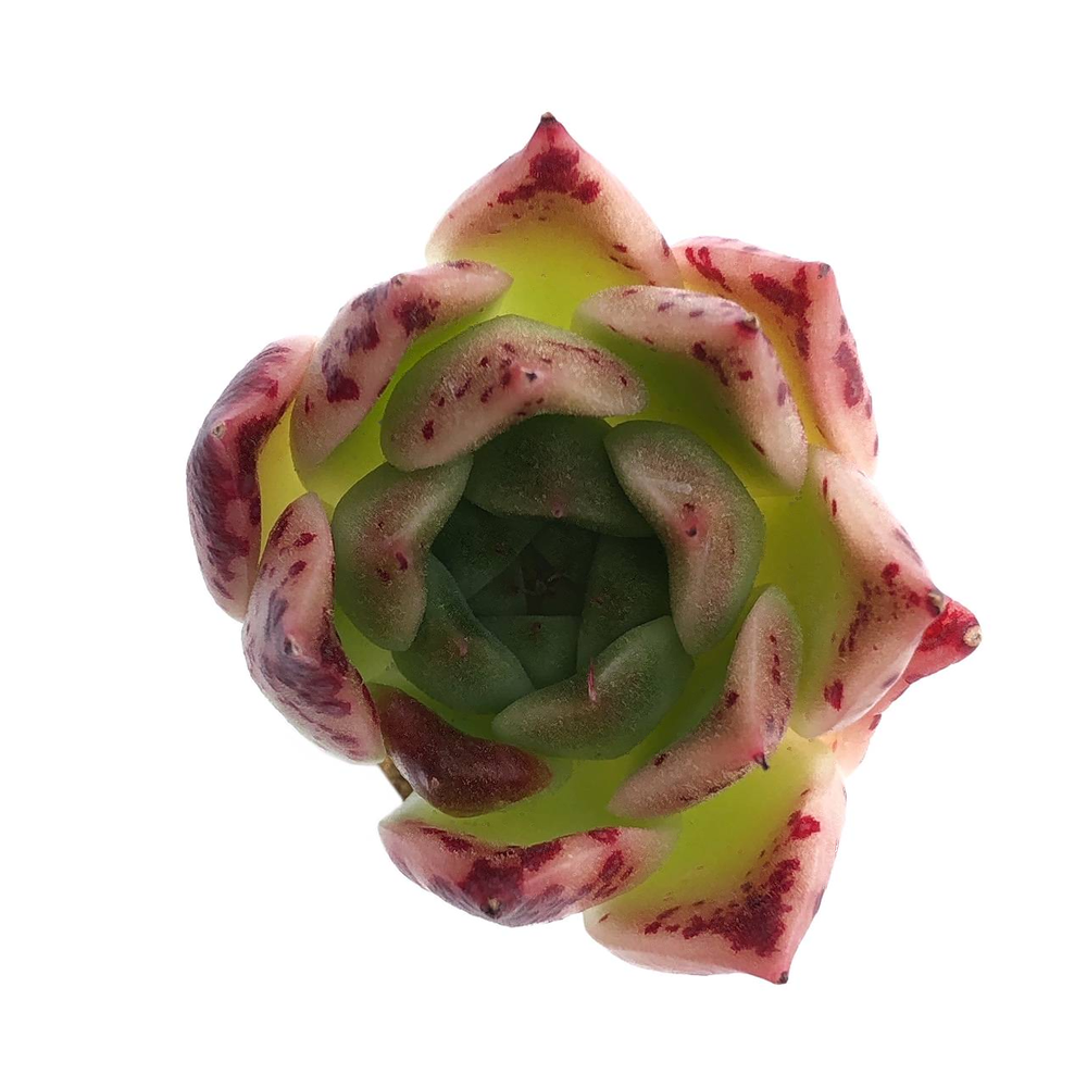 Sale! Echeveria Elizabeth