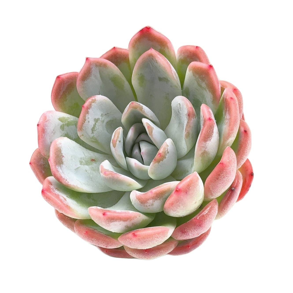 echeveria white rose succulent Echeveria White Rose, Large (Video) – Cedar Creek Farmhouse