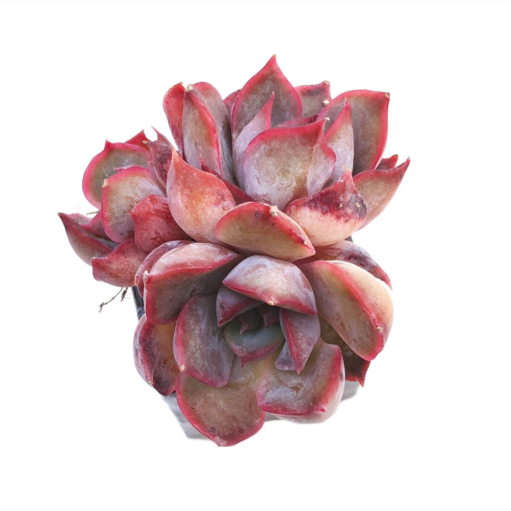 Echeveria Dark Ice, Triple