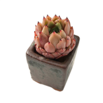 SALE! Echeveria Enita