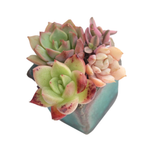 Mini Set- Pot + Plants + Soil