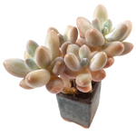 Pachyphytum 'Sky Beauty'