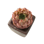 SALE! Echeveria Enita