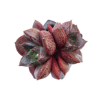 Special!! JUST CART! Echeveria Purpusorum