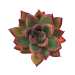 SALE! Echeveria Agavoides 'Toby'