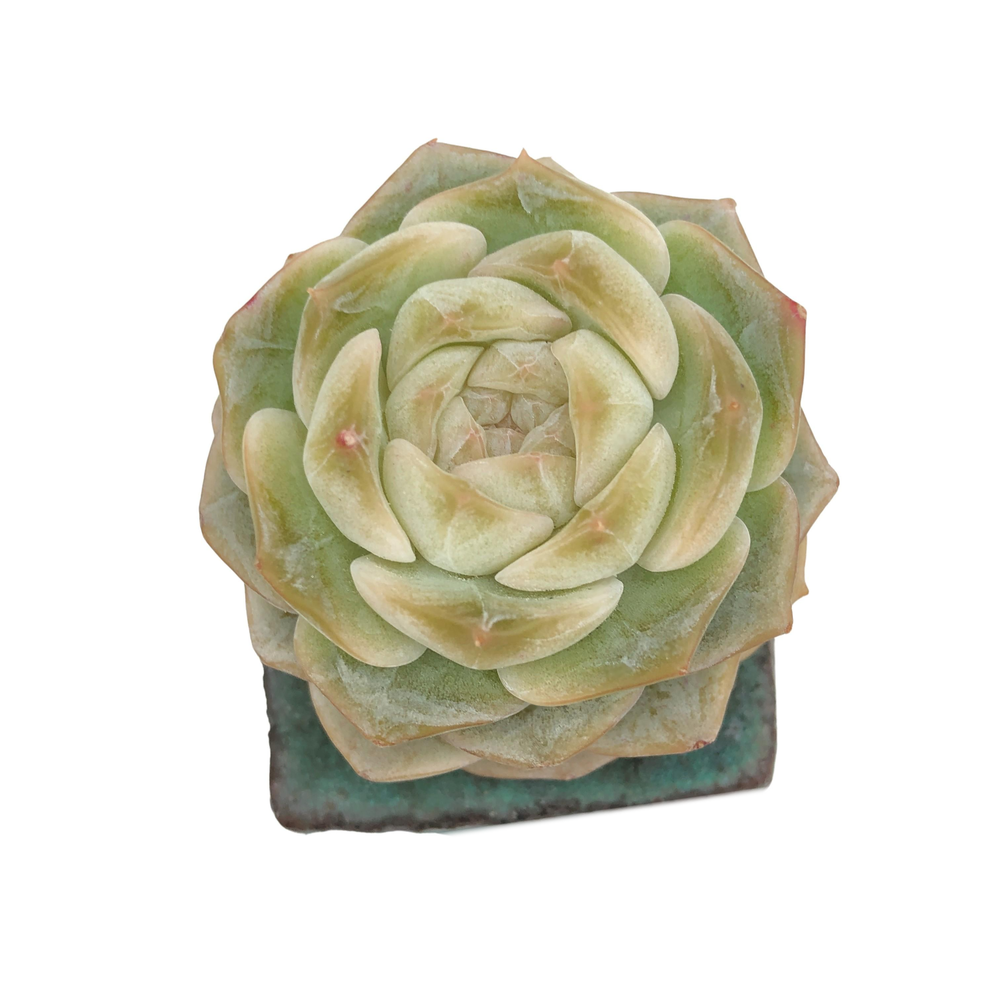 Echeveria Pure Love