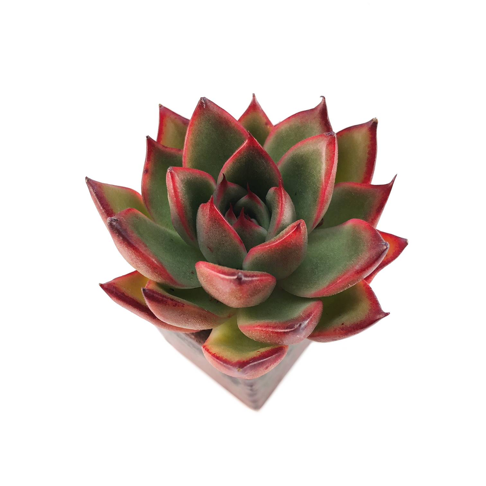 SALE! Echeveria Agavoides 'Toby'