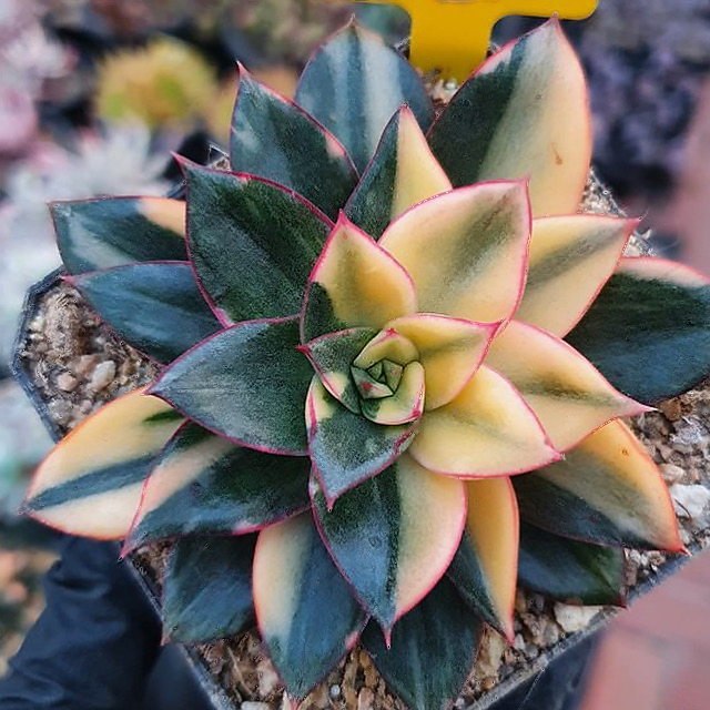 Echeveria Monocerotis, Variegata