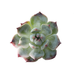 Sale! Echeveria Chihuahuanensus, Variegata