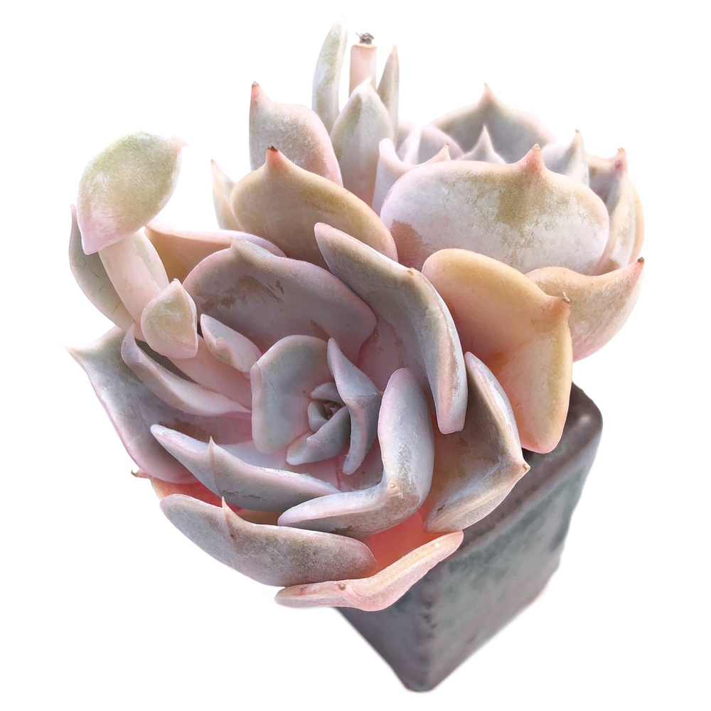 Echeveria Marilyn, Double, (Exact Plant)