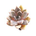 SALE! Echeveria Jin Ju