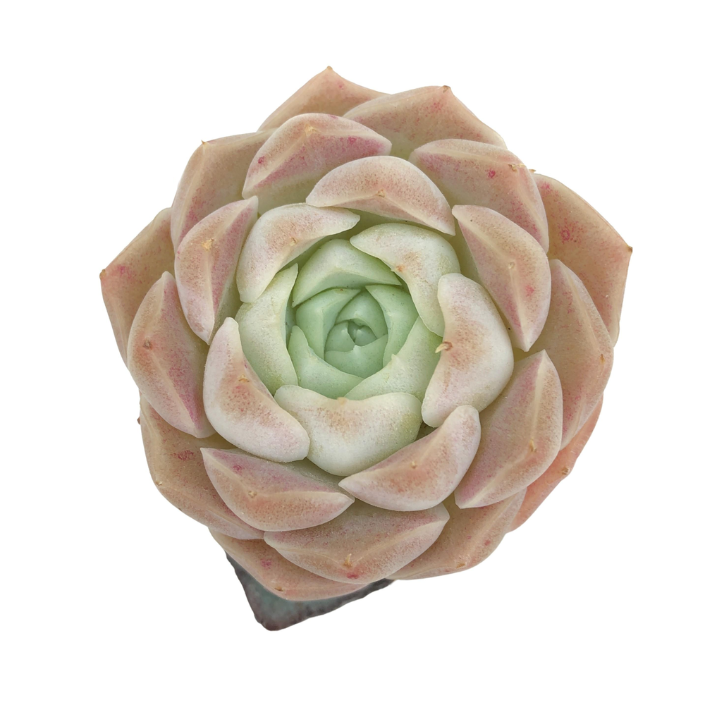 ice rose succulent Echeveria Ice Rose