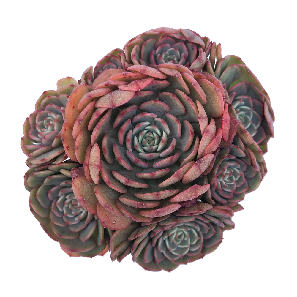 Echeveria Sugar Baby, Cluster (Please Read Description)