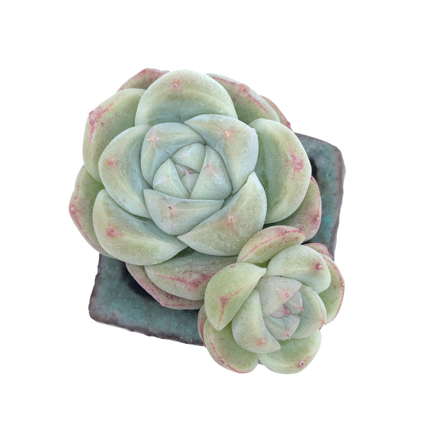 alba beauty succulent Echeveria Alba Beauty – Cedar Creek Farmhouse