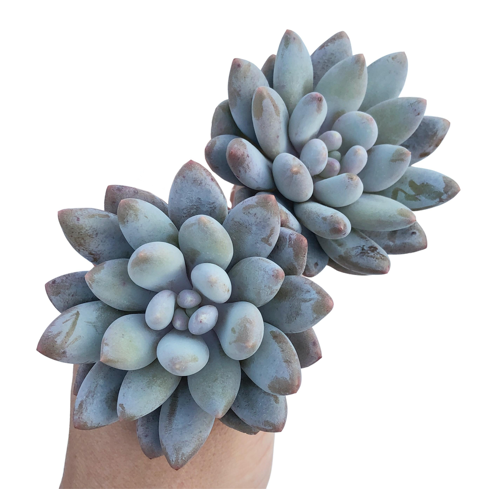 Pachyveria Venus, (Random)
