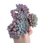 Echeveria Subcorymbosa Lau 030, Cluster (Random)