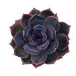 Echeveria Dark Chocolate