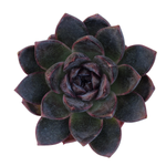 Echeveria White Soul