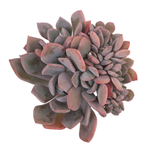 Graptoveria Debbie, Cristata