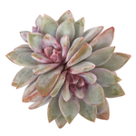 Echeveria German Champange, Triple