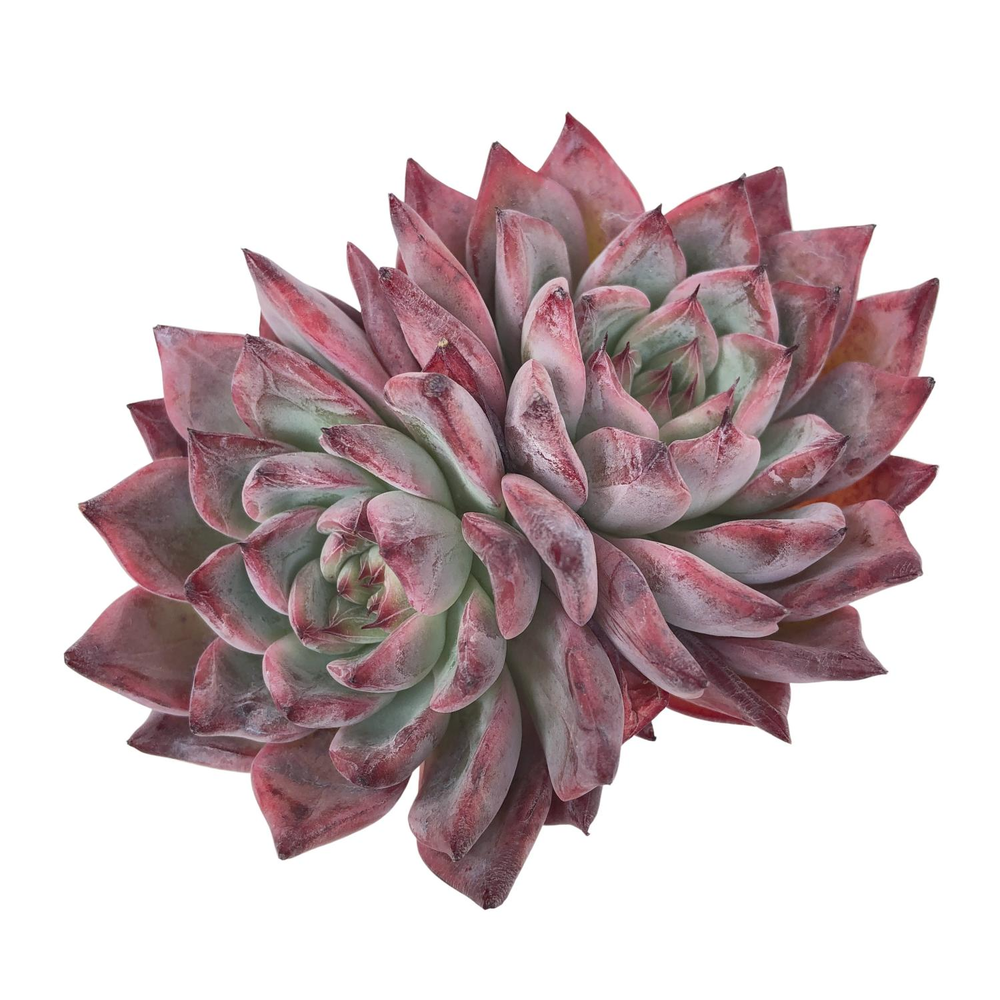 Echeveria Black Swan