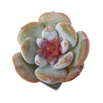 Echeveria Trumso