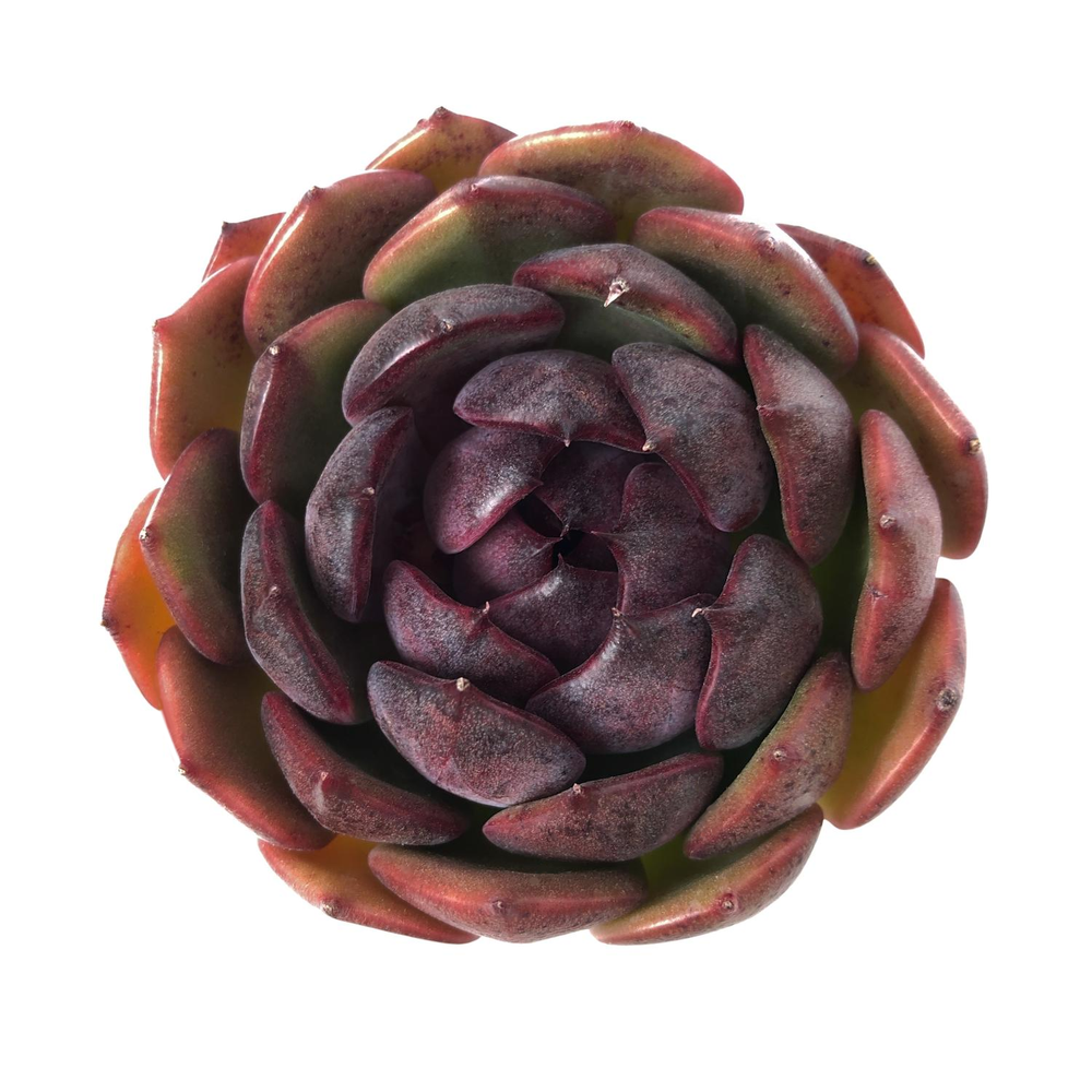 Echeveria Heukhwayeon