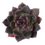 Echeveria White Soul