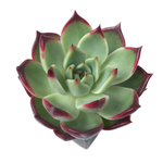 Echeveria Agavoides Saraboni