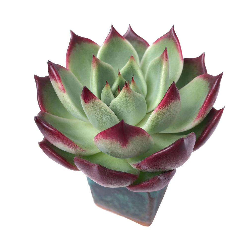 Echeveria Agavoides Saraboni