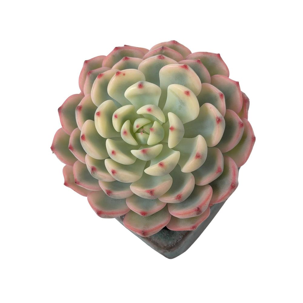 Echeveria Minima, Variegata