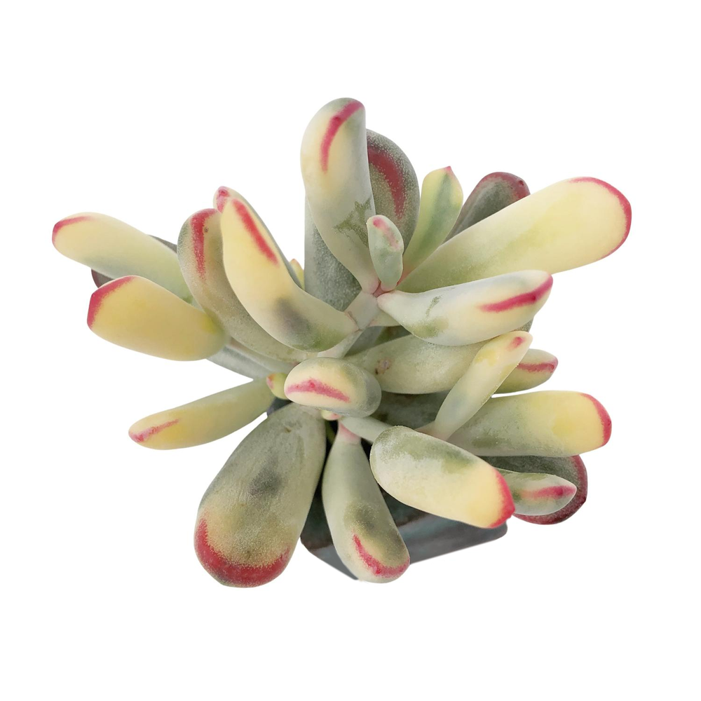 Cotyledon Orbiculata, Variegata, Narrow Leaf Form