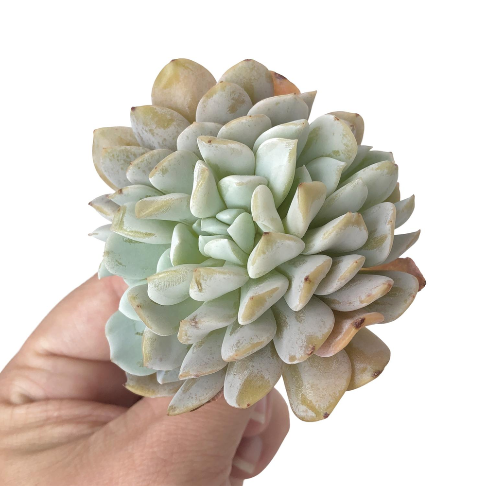 Echeveria Sp. Cristata