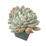Echeveria Sp. Cristata