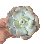 Echeveria Laui