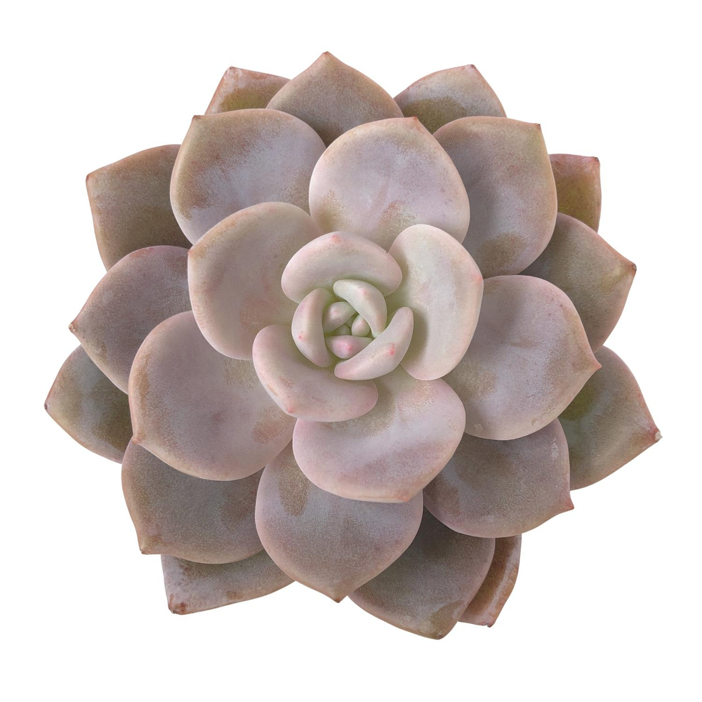 Echeveria La Bamba