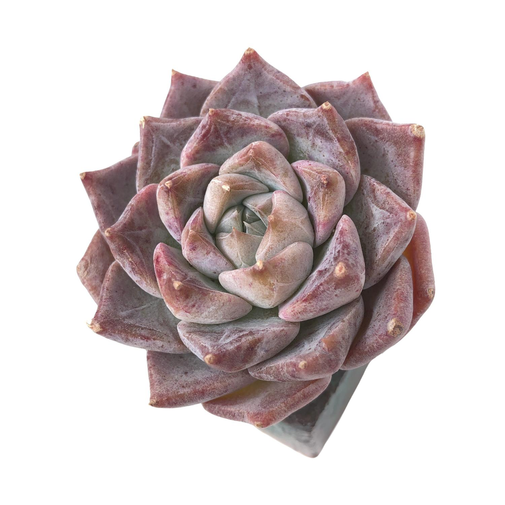 Echeveria Rosalina